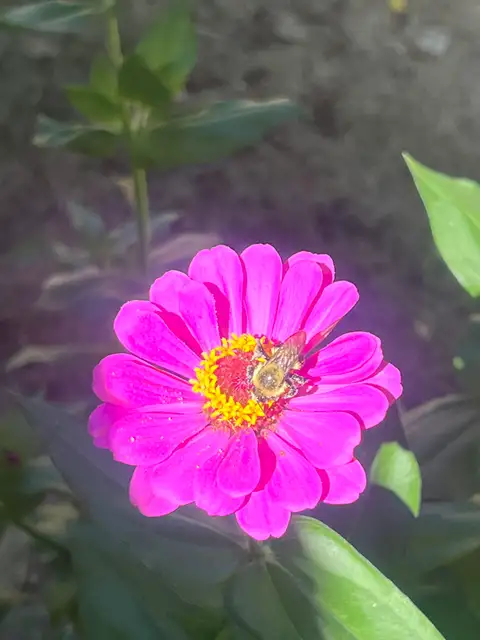 Up close with a buzzing beauty.